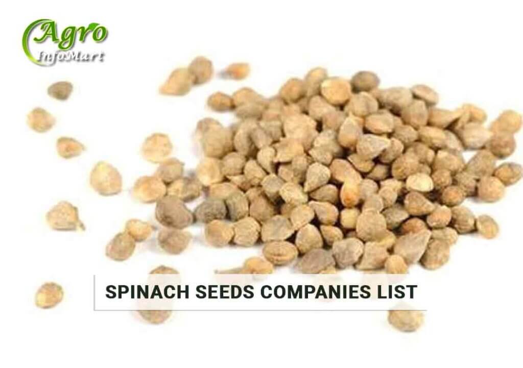Spinach seeds Manufacturers Companies In India