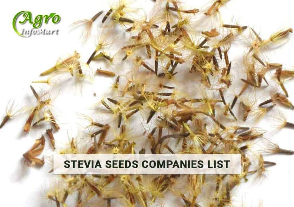 Superior Stevia Seeds Manufacturers Company List From India