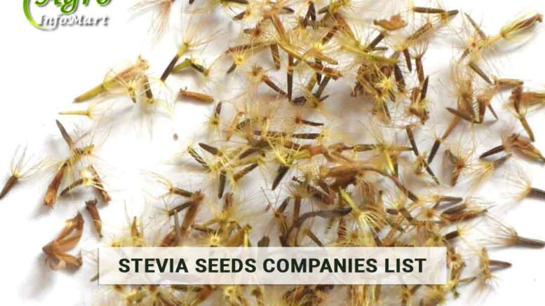 Superior Stevia Seeds Manufacturers Company List From India