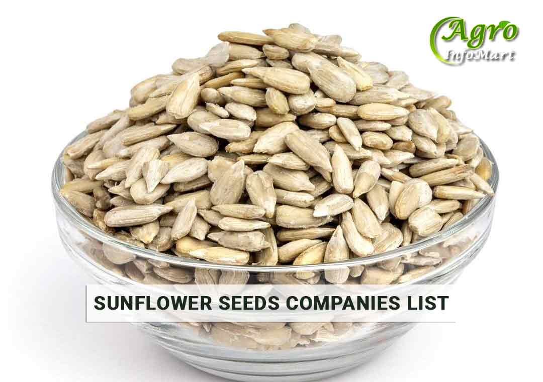 Sunflower Seeds Manufacturers Companies List From India