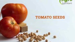 Tomato Seeds Manufacturers Companies List in India