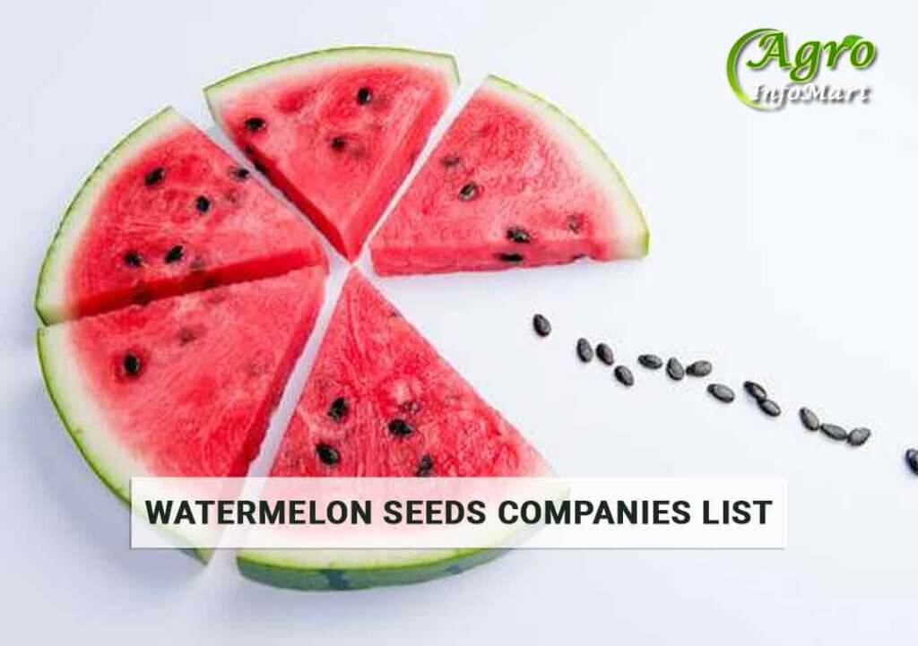 Watermelon Seeds Manufacturers Companies in India
