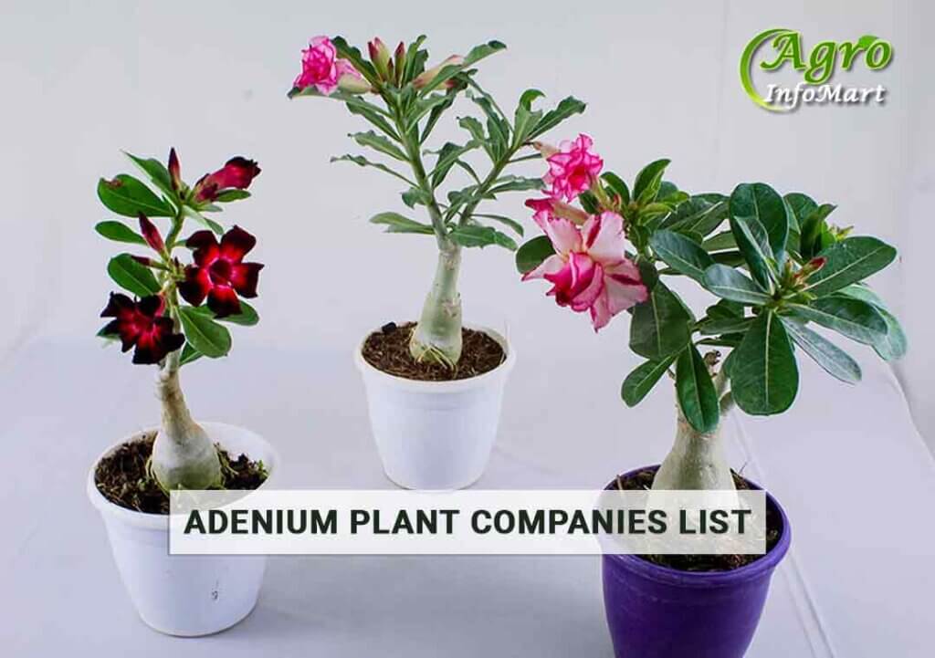 Popular Adenium Plant manufacturers Companies In India