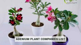 Popular Adenium Plant manufacturers Companies In India