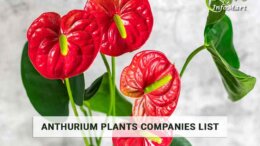 prime Quality anthurium plants manufacturers Companies In India