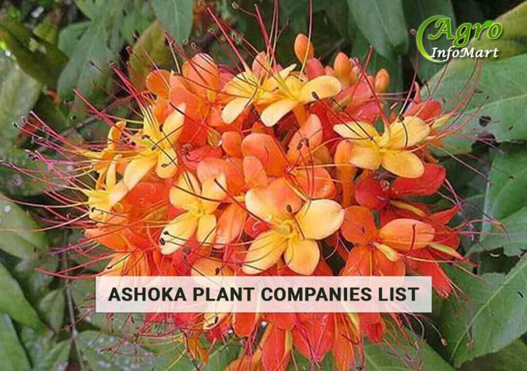 Ashoka plant manufacturer Companies in India
