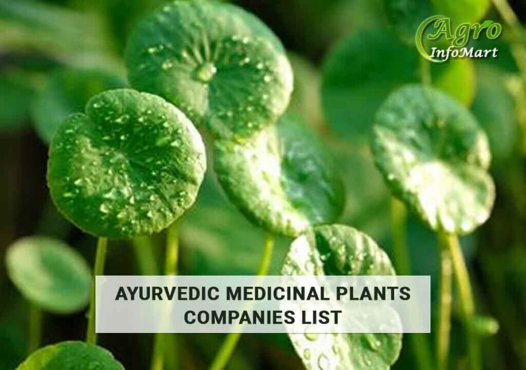 ayurvedic medicinal plants manufacturer Companies In India