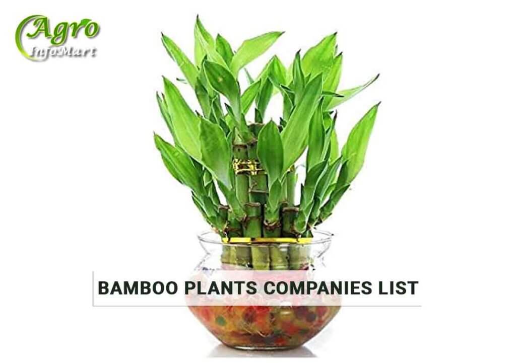 India's High Quality rated bamboo plants Manufacturers Companies In India