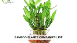 India's High Quality rated bamboo plants Manufacturers Companies In India