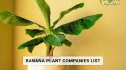 Superb Quality banana plant manufacturers Companies in India