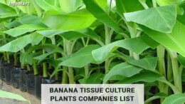 banana tissue culture plants manufacturers Companies In India