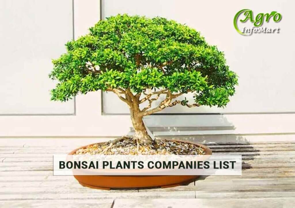 bonsai plants Manufacturers Companies List In India