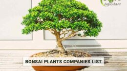 bonsai plants Manufacturers Companies List In India