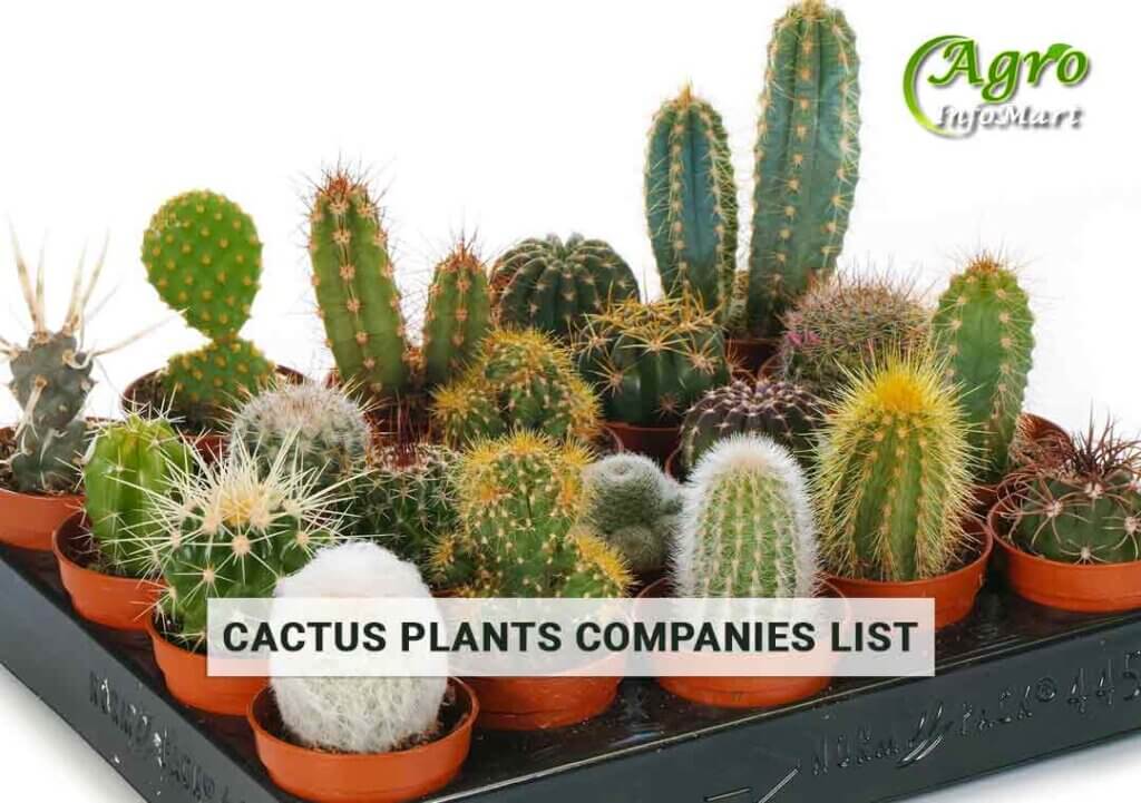Get The High Quality cactus plants manufacturers Companies In India.