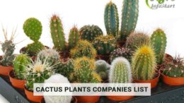 Get The High Quality cactus plants manufacturers Companies In India.