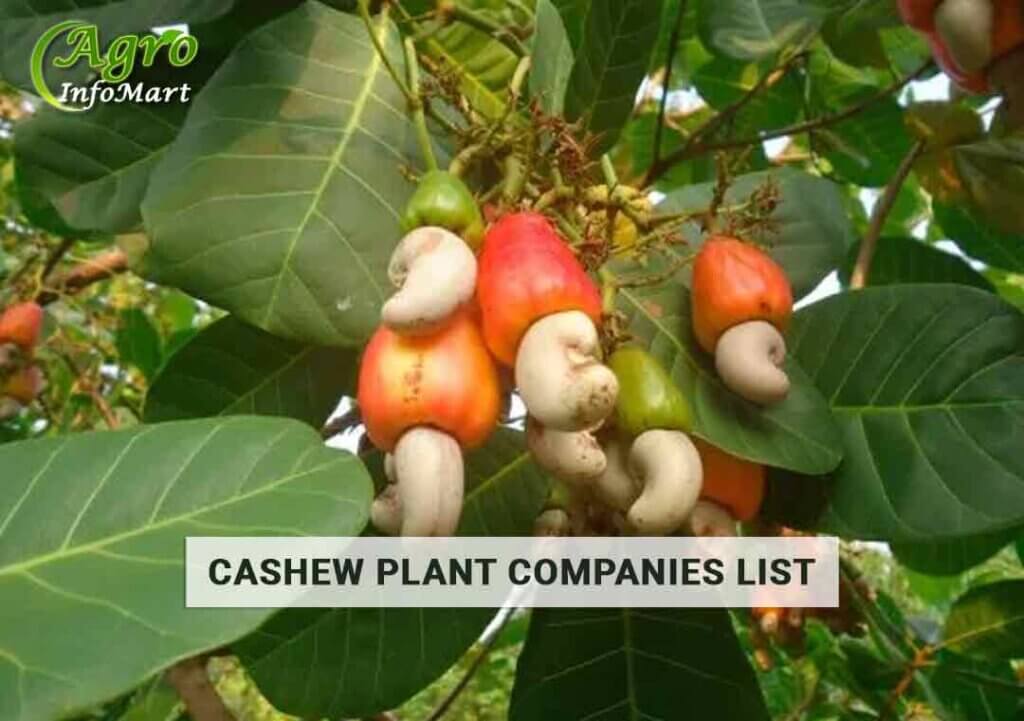 cashew plant manufacturers Firm In India