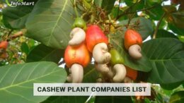 cashew plant manufacturers Firm In India