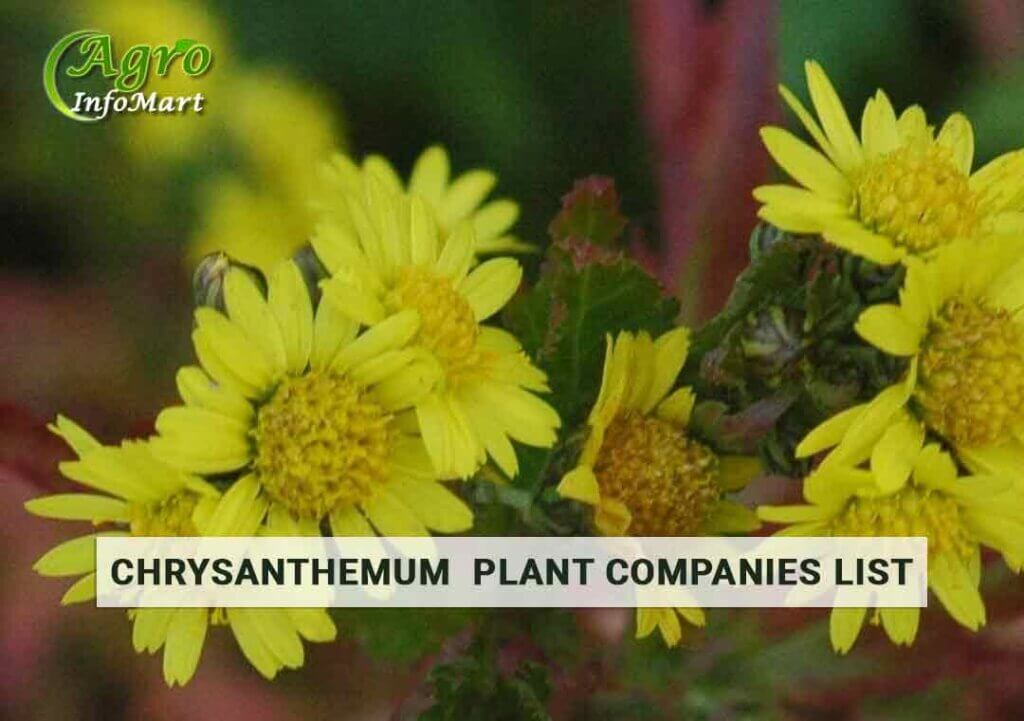 chrysanthemum plant manufacturers Firm In India