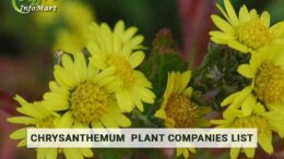 chrysanthemum plant manufacturers Firm In India