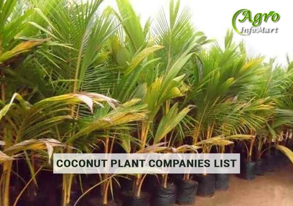 Supreme Quality coconut plant manufacturers Companies In India