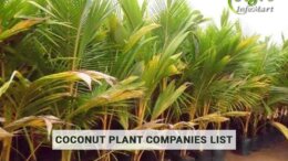 Supreme Quality coconut plant manufacturers Companies In India