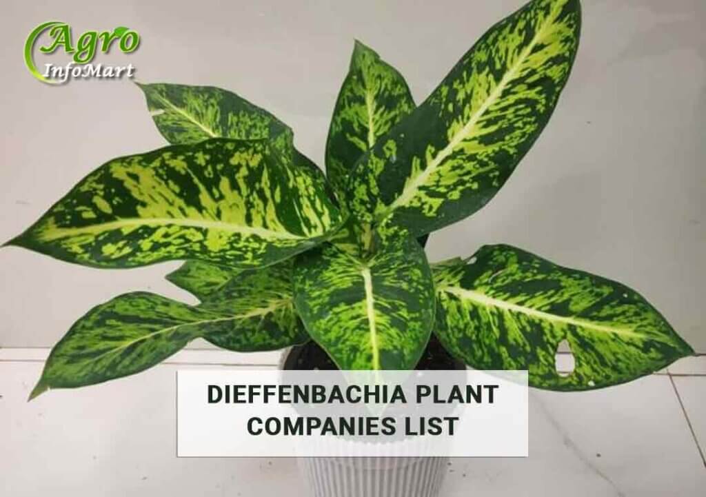 Most Trusted dieffenbachia plant manufacturers Firm In India