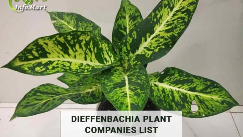 Most Trusted dieffenbachia plant manufacturers Firm In India