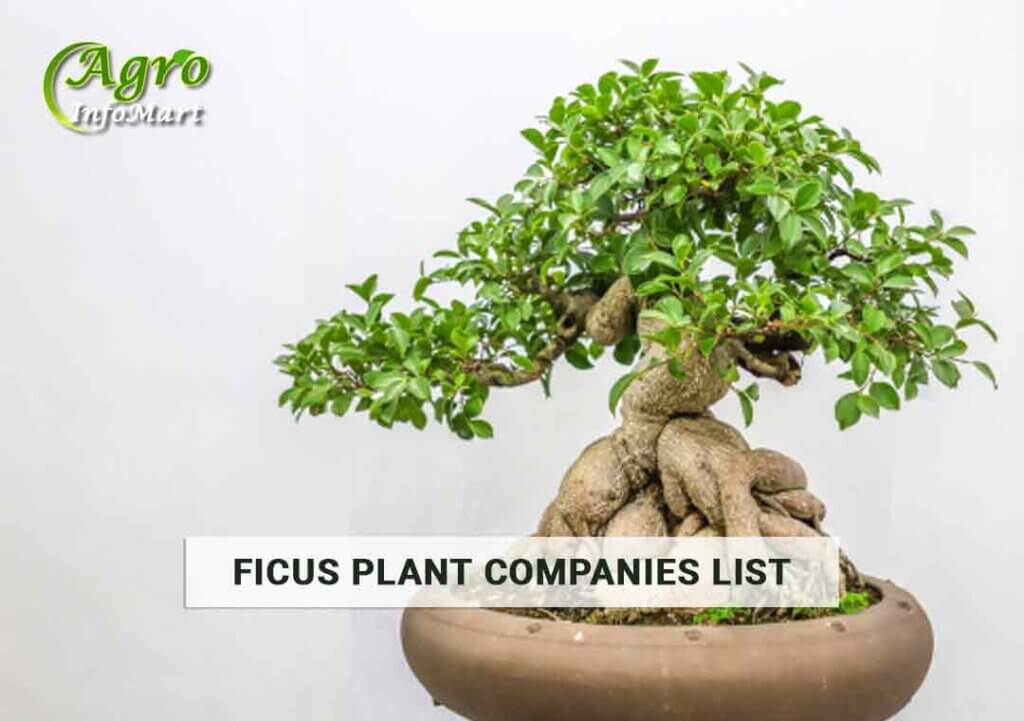 top notch ficus plant manufacturers Companies In India