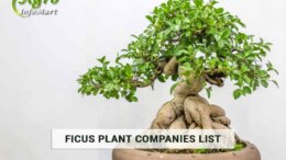 top notch ficus plant manufacturers Companies In India