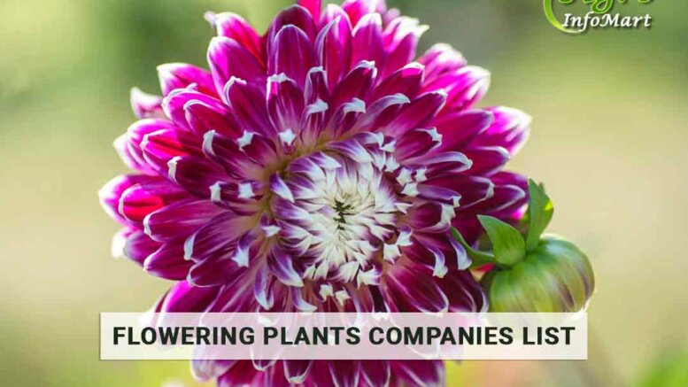 India's High Quality flowering plants Manufacturers