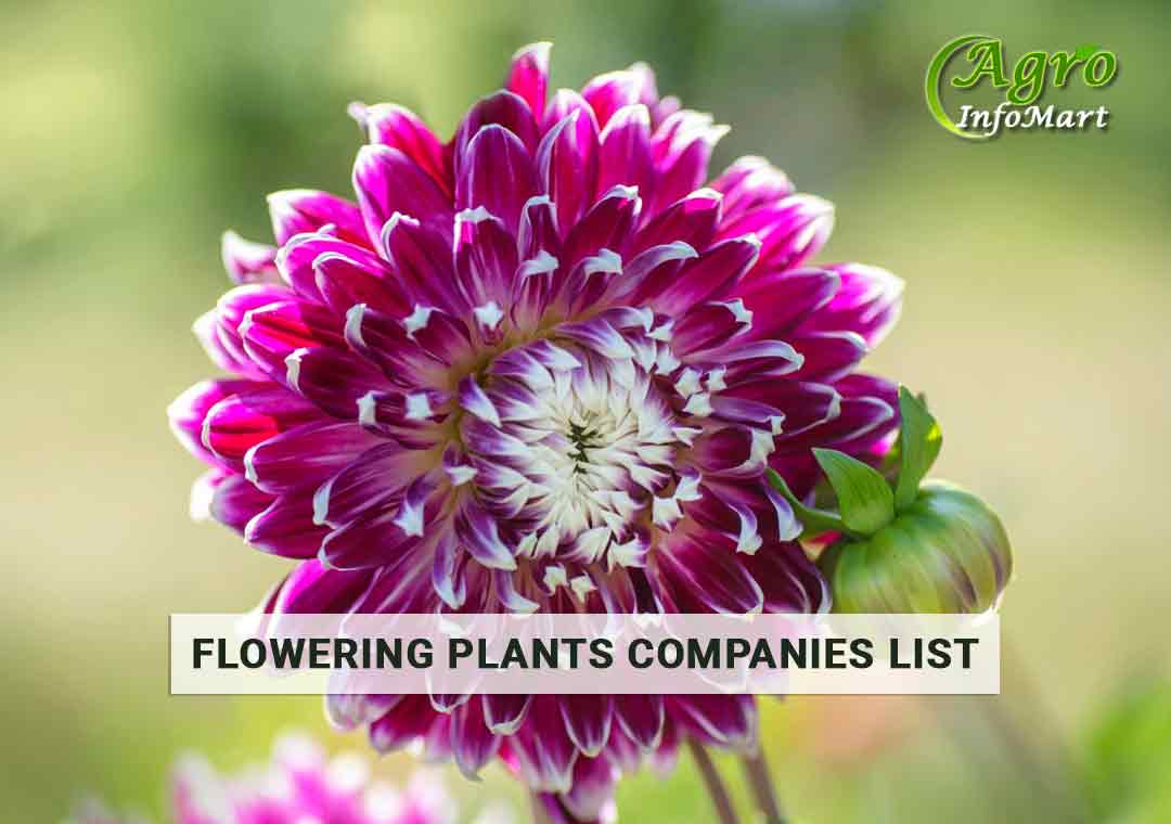 India's High Quality flowering plants Manufacturers