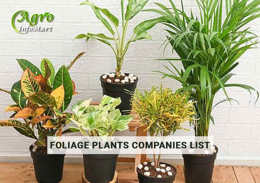 premium Quality foliage plants manufacturers Companies In India