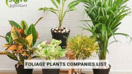 premium Quality foliage plants manufacturers Companies In India