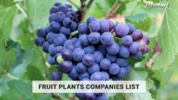 Fruit Plants Manufacturers Companies List in India