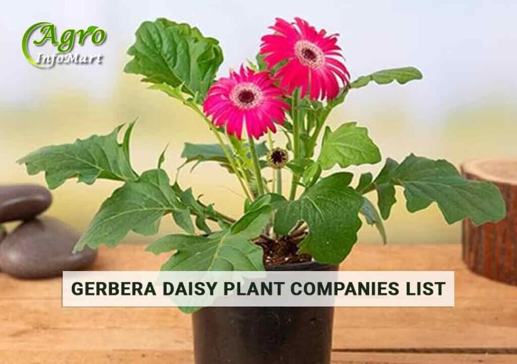 World Class gerbera daisy plant manufacturers Firm In India.