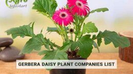 World Class gerbera daisy plant manufacturers Firm In India.