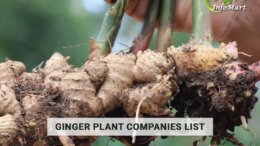 Ginger Up Your Garden: Find the Best Ginger Plants Manufacturers and Suppliers in India