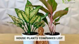house plants Manufacturers & suppliers companies list in India