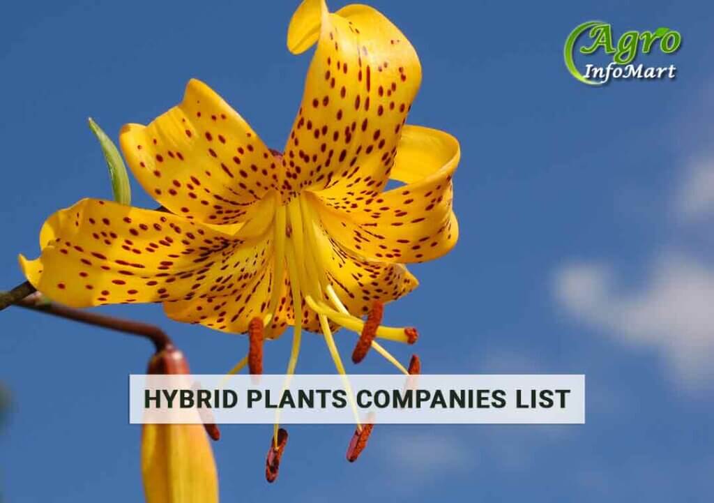 hybrid plants manufacturer Firm in India