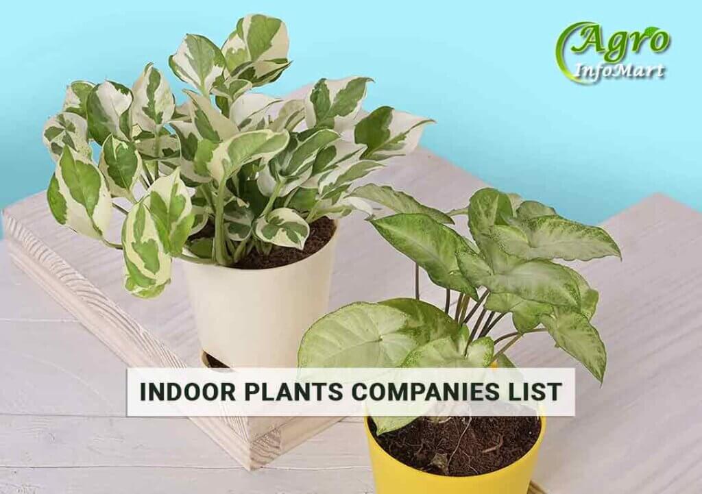 Indoor Plants Manufacturers Companies List in India