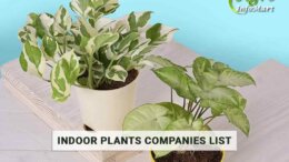 Indoor Plants Manufacturers Companies List in India