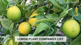 lemon plant manufacturers Companies In India