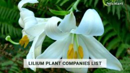 Most Popular Lilium Plant manufacturers Companies In India