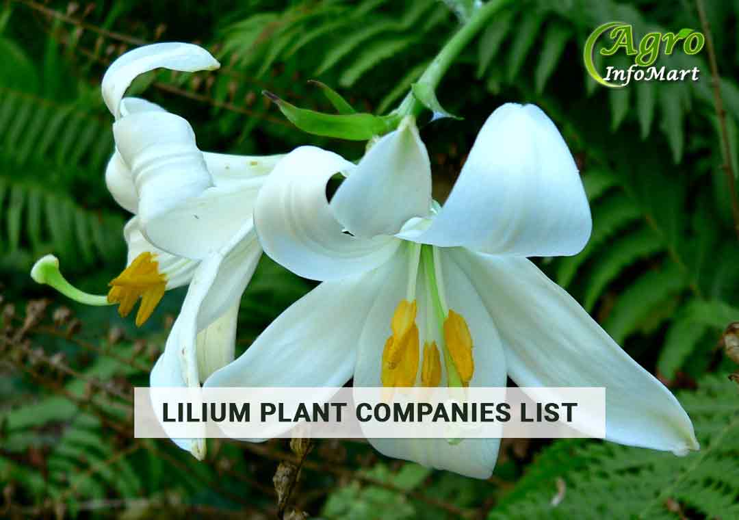 Most Popular Lilium Plant manufacturers Companies In India