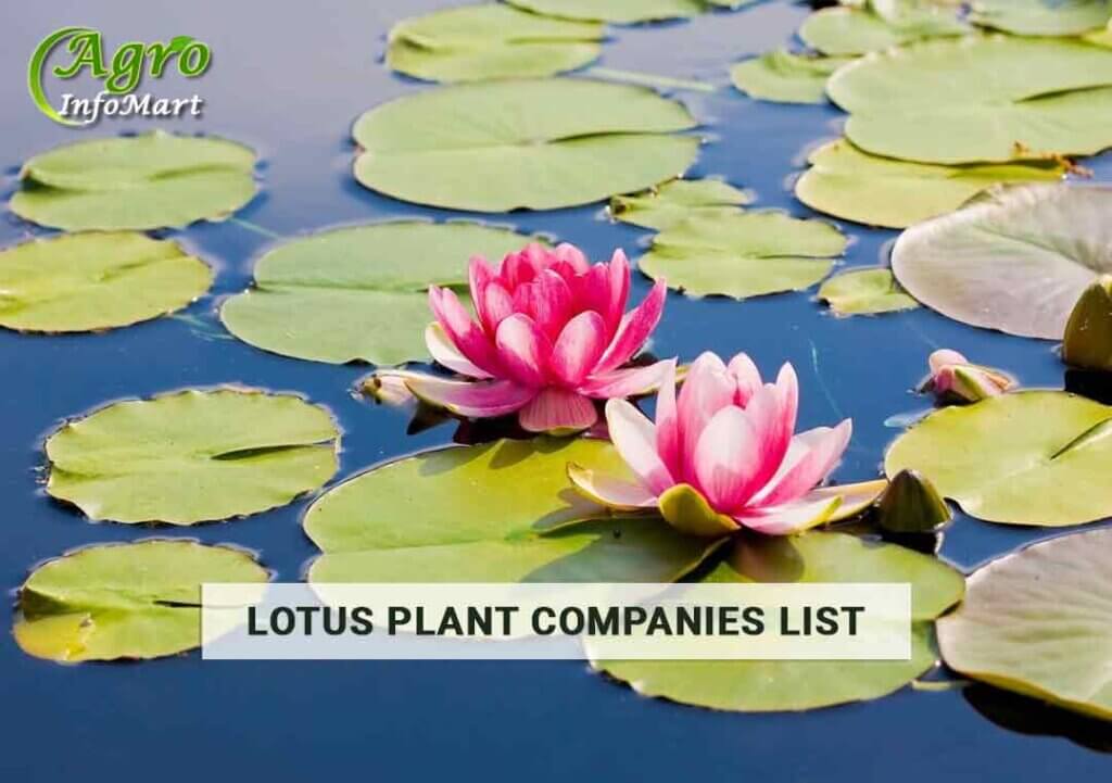 Supreme Quality lotus plant manufacturers Companies In India