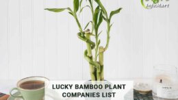 lucky bamboo plant manufacturers, Wholesalers, Companies In India.
