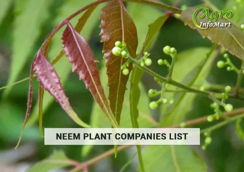 premium Quality Leading neem plant manufacturers  Companies In India