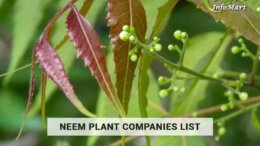 premium Quality Leading neem plant manufacturers Companies In India