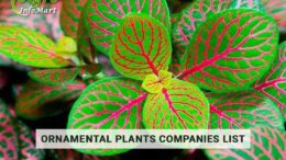 Best Quality Ornamental Plants Manufacturers In India