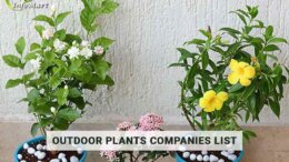 India's Top Quality Outdoor Plants Manufacturers In India